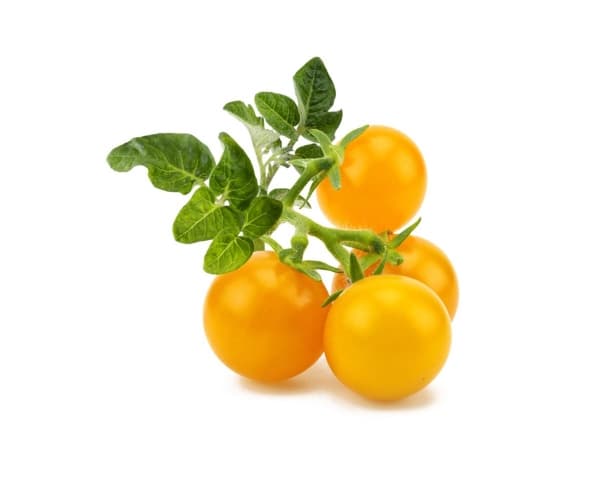 Click & Grow SGR57x3, Syötävä kasvi, Minitomaatti, Aloituspakkaus, 3 kpl, Laatikko