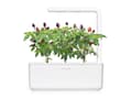 Pikkukuva 3 / 5: Click &amp; Grow Seeds for Smart Pot - Purple Chili Peppers (SGR46X3) 3kpl.