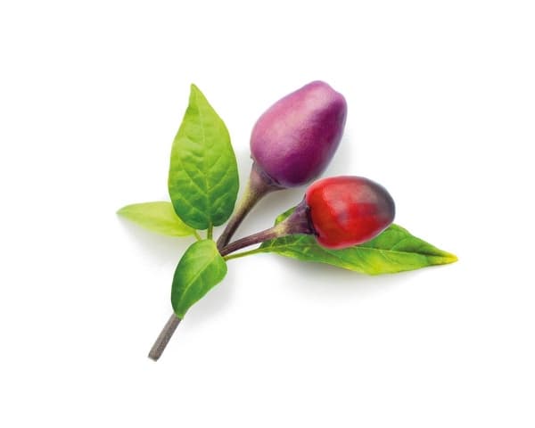 Click &amp; Grow Seeds for Smart Pot - Purple Chili Peppers (SGR46X3) 3kpl.