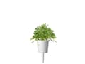 Pikkukuva 4 / 5: Click & Grow 4742793007663, Syötävä kasvi, Vihanneskrassi, Aloituspakkaus, 3 kpl, Laatikko