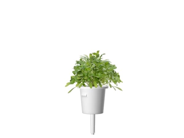 Click & Grow 4742793007663, Syötävä kasvi, Vihanneskrassi, Aloituspakkaus, 3 kpl, Laatikko