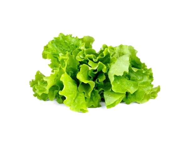 EMSA Click & Grow, Sallad