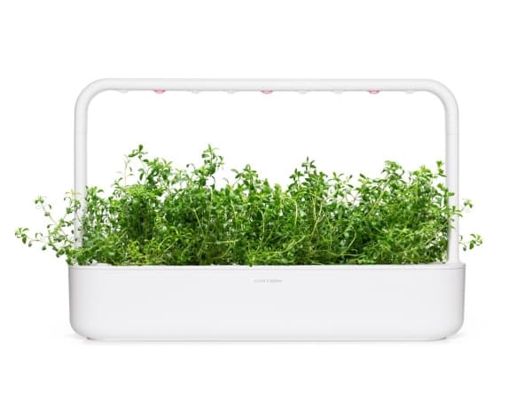 Click & Grow SGR75x3, Syötävä kasvi, Kynteli, Aloituspakkaus, 7 - 14 päivää, 18 - 30 °C, 3 kpl