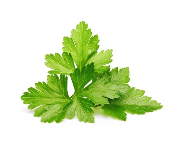 Click & Grow Cilantro/Coriander, Syötävä kasvi, Korianteri, Täyttöpakkaus, Kasvaa nopeasti (3–5 viikkoa), 7 - 14 päivää, 1 - 2 kuukautta