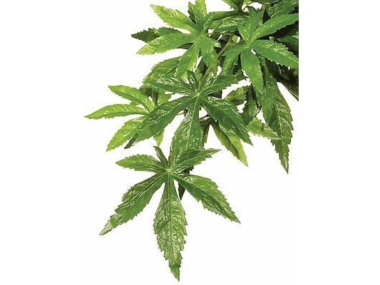 Kunstig plante - Silk Abuliton, L