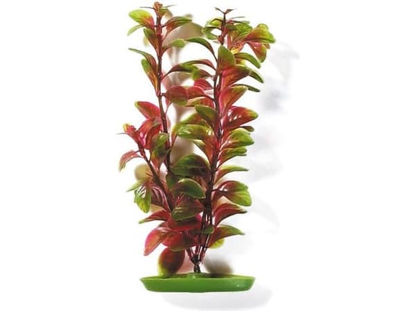 HAGEN Red Ludwigia plant 20cm