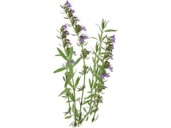 Click Grow Click &amp; Grow Smart Garden täyttölaite Hyssop 3 kpl