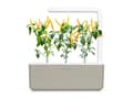 Pikkukuva 3 / 5: Click & Grow SGR60x3, Syötävä kasvi, Chili, Täyttöpakkaus, Kasvaa nopeasti (3–5 viikkoa), 14 - 21 päivää, 3 kuukautta