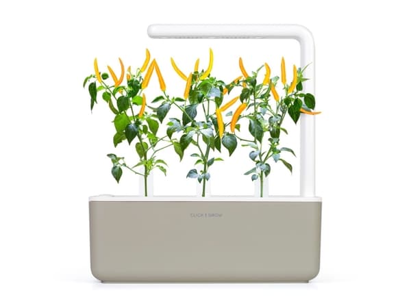 Click & Grow SGR60x3, Syötävä kasvi, Chili, Täyttöpakkaus, Kasvaa nopeasti (3–5 viikkoa), 14 - 21 päivää, 3 kuukautta