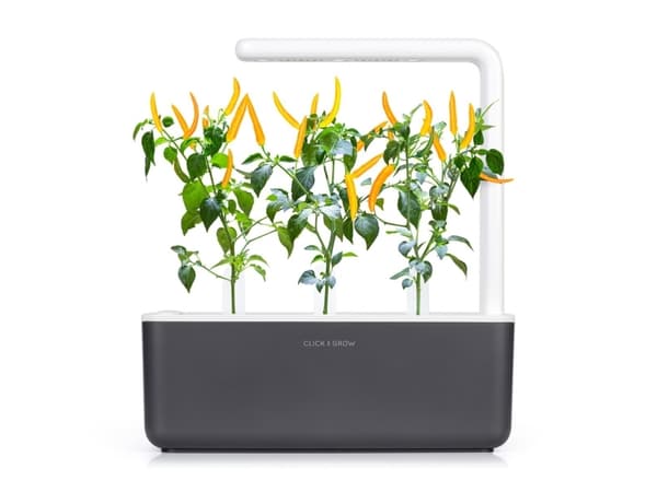 Click & Grow SGR60x3, Syötävä kasvi, Chili, Täyttöpakkaus, Kasvaa nopeasti (3–5 viikkoa), 14 - 21 päivää, 3 kuukautta