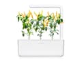Pikkukuva 5 / 5: Click & Grow SGR60x3, Syötävä kasvi, Chili, Täyttöpakkaus, Kasvaa nopeasti (3–5 viikkoa), 14 - 21 päivää, 3 kuukautta