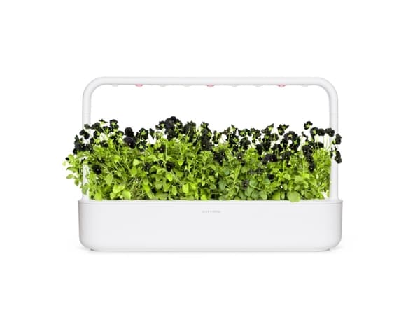 Click & Grow SGR61x3, Koristekasvi, Täyttöpakkaus, Kasvaa nopeasti (3–5 viikkoa), 7 - 14 päivää, 3 kuukautta, 18 - 26 °C