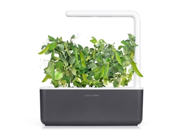 Click & Grow SGR54x3, Syötävä kasvi, Täyttöpakkaus, Kasvaa nopeasti (3–5 viikkoa), 7 - 14 päivää, 2 kuukautta, 18 - 24 °C