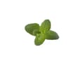Miniatyrbilde 1 av 3: Click and Grow Smart Garden Refill 3-pack - Apple Mint