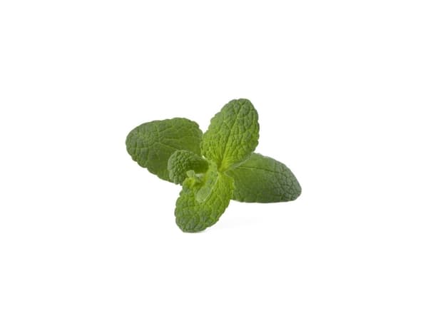 Click and Grow Smart Garden Refill 3-pack - Apple Mint
