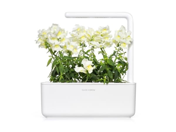 Click & Grow SGR78X3, Koristekasvi, Antirrhinum, Aloituspakkaus, 7 - 14 päivää, 18 - 30 °C, 3 kpl