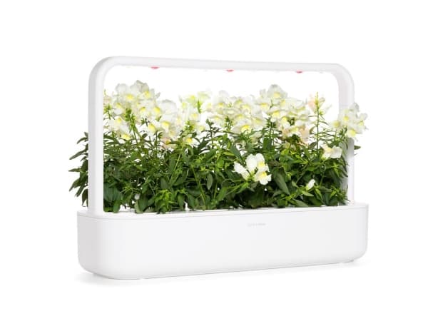 Click & Grow SGR78X3, Koristekasvi, Antirrhinum, Aloituspakkaus, 7 - 14 päivää, 18 - 30 °C, 3 kpl