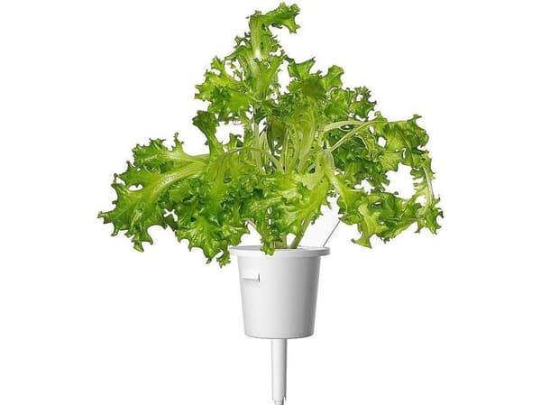Click &amp; Grow siemenet smart pottiin - Salaatti (Oakleaf Lettuce), 3kpl.