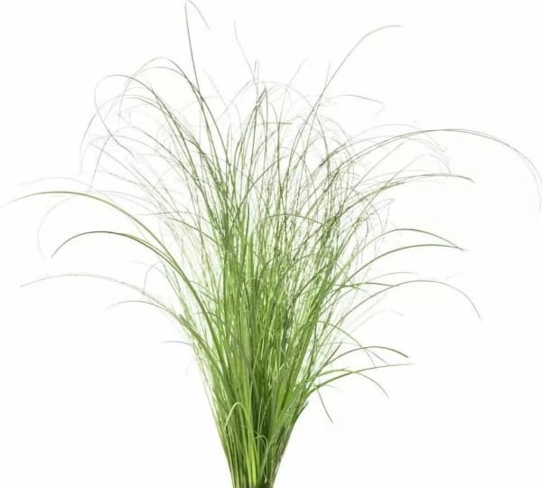 Kasvikapseli Click &amp; Grow Kasvikapseli 3-pack, koristeelliset nurmikot