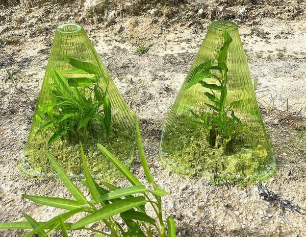 Plantevern 6-pack