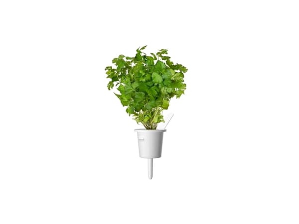 Click & Grow SGR68x3, Syötävä kasvi, Persilja, Täyttöpakkaus, Kasvaa nopeasti (3–5 viikkoa), 7 - 14 päivää, 3 kuukautta