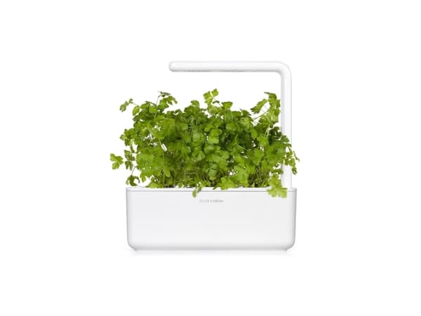 Click & Grow SGR68x3, Syötävä kasvi, Persilja, Täyttöpakkaus, Kasvaa nopeasti (3–5 viikkoa), 7 - 14 päivää, 3 kuukautta