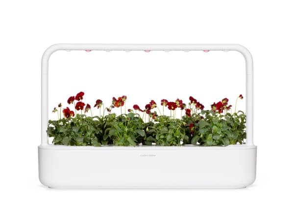 Click & Grow SGR70x3, Koristekasvi, Red pansy, Aloituspakkaus, 7 - 14 päivää, 18 - 26 °C, 3 kpl