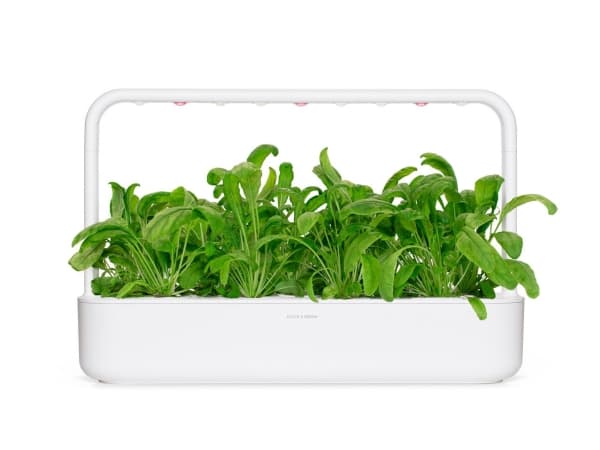 Click & Grow SGR74x3, Syötävä kasvi, Täyttöpakkaus, Kasvaa nopeasti (3–5 viikkoa), 14 päivää, 2 kuukautta, 18 - 30 °C
