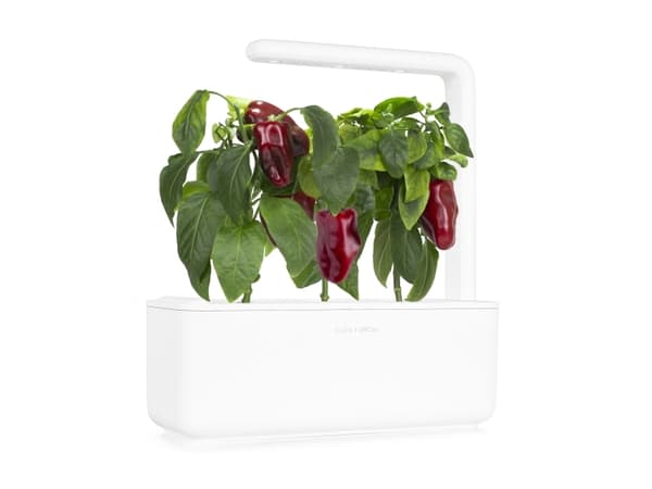 Click & Grow SGR63x3, Syötävä kasvi, Täyttöpakkaus, Kasvaa nopeasti (3–5 viikkoa), 7 - 14 päivää, 2 kuukautta, 20 - 35 °C
