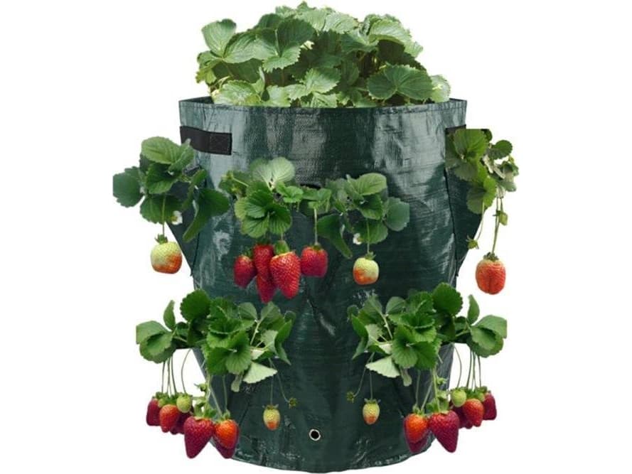 CreativeHome STRAWBERRY PLANTING AND GROWING BAG 17cm