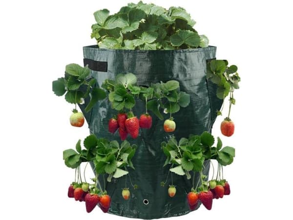 CreativeHome BAG FOR PLANTING OG DYKING AV JORDBÆR 17cm