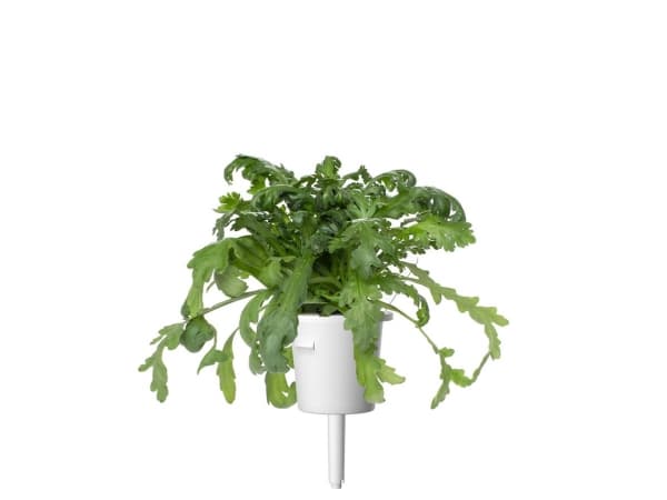 Click & Grow SGR81x3, Syötävä kasvi, Shungiku, Aloituspakkaus, 7 - 14 päivää, 18 - 30 °C, 3 kpl