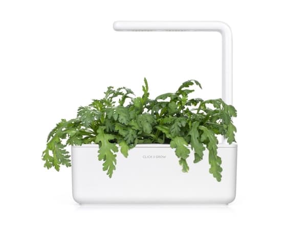 Click & Grow SGR81x3, Syötävä kasvi, Shungiku, Aloituspakkaus, 7 - 14 päivää, 18 - 30 °C, 3 kpl