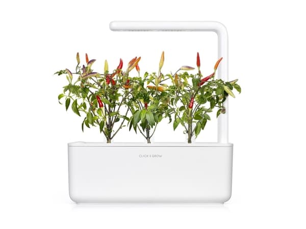 Click & Grow SGR52x3, Syötävä kasvi, Chili, Täyttöpakkaus, Kasvaa nopeasti (3–5 viikkoa), 7 - 21 päivää, 20 - 35 °C