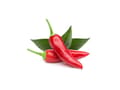 Pikkukuva 5 / 5: Click & Grow SGR52x3, Syötävä kasvi, Chili, Täyttöpakkaus, Kasvaa nopeasti (3–5 viikkoa), 7 - 21 päivää, 20 - 35 °C