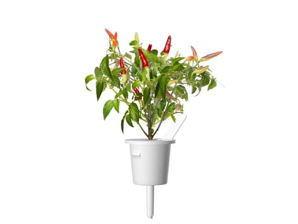 Click & Grow SGR52x3, Syötävä kasvi, Chili, Täyttöpakkaus, Kasvaa nopeasti (3–5 viikkoa), 7 - 21 päivää, 20 - 35 °C