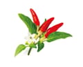 Pikkukuva 1 / 5: Click & Grow SGR52x3, Syötävä kasvi, Chili, Täyttöpakkaus, Kasvaa nopeasti (3–5 viikkoa), 7 - 21 päivää, 20 - 35 °C
