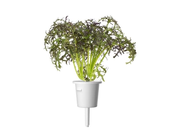 Click & Grow SGR77x3, Syötävä kasvi, Leaf mustard (Red Frill), Aloituspakkaus, 7 - 14 päivää, 18 - 24 °C, 3 kpl