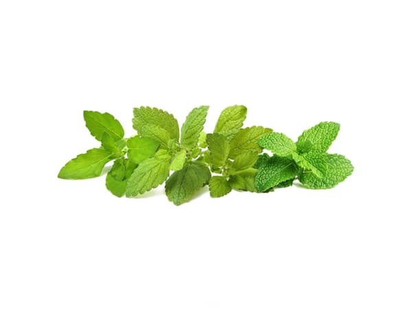 Click &amp; Grow siemenet Smart Pot - rauhoittava teesekoitus (PPMCTX9) 9kpl.