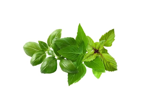 Click &amp; Grow Kasvi Pod Basilika Lajike Mix 9kpl