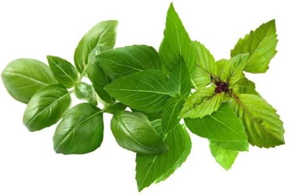 Click & Grow Kasvi Pod Basilika Lajike Mix 9kpl