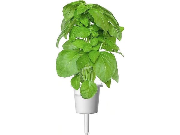 Click &amp; Grow Smart Garden -täydennys Marseille Basilika 3kpl