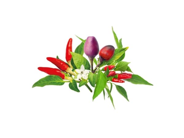 Click And Grow Click & Grow Seeds for Smart Pot - Chili Pepper Seeds, 9kpl.