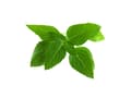 Pikkukuva 5 / 5: Click &amp; Grow Seeds for Smart Pot - Taiwanilainen basilika (SGR37X3) 3kpl.