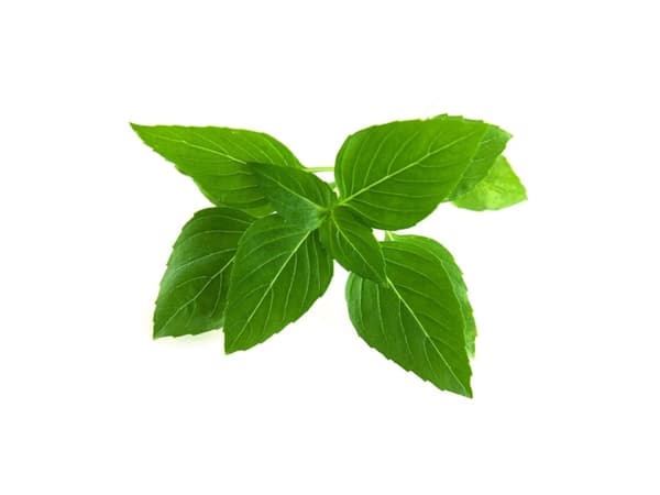 Click &amp; Grow Seeds for Smart Pot - Taiwanilainen basilika (SGR37X3) 3kpl.