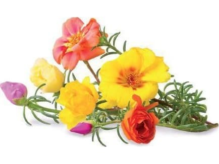 Click and Grow 3 kpl täydennystä - portulacan kukkasiemeniä
