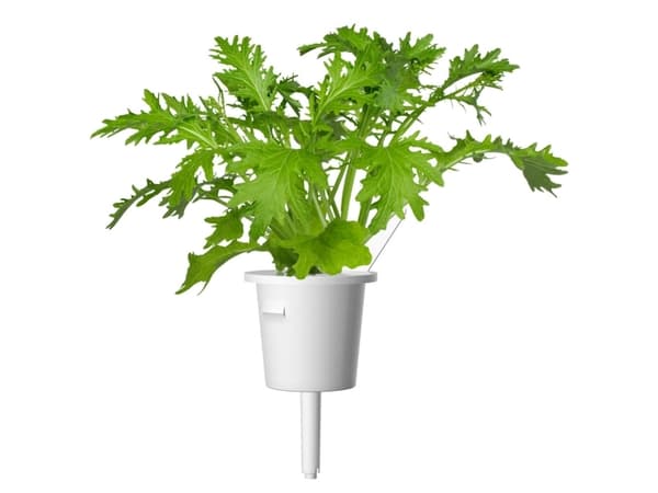 Click &amp; Grow siemenet Smart Pot - Sinappi (SGR34X3) 3kpl.