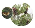 Pikkukuva 3 / 5: Home It HOME It® fuglenet 15×15 mm x 2×10 meter