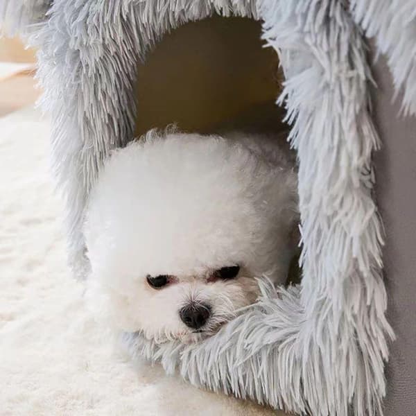 Hus för katt / Hund