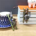 Miniatyrbild 4 av 6: Trädgårdskoala